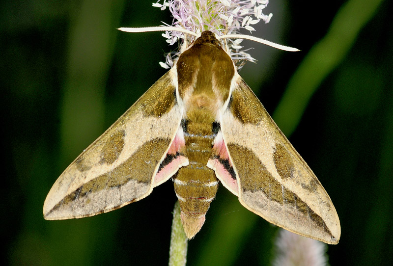 Alcune specie dall''alta Val di Susa